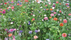 Blumenwiese Meckenbeuren